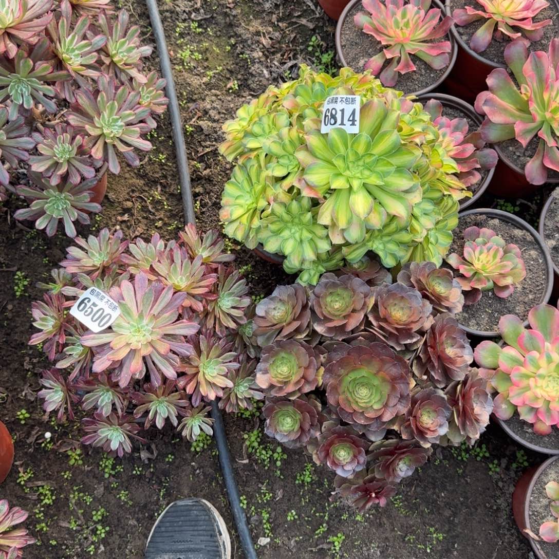 炽焰莲 韶华 紫霞 6500 19-13