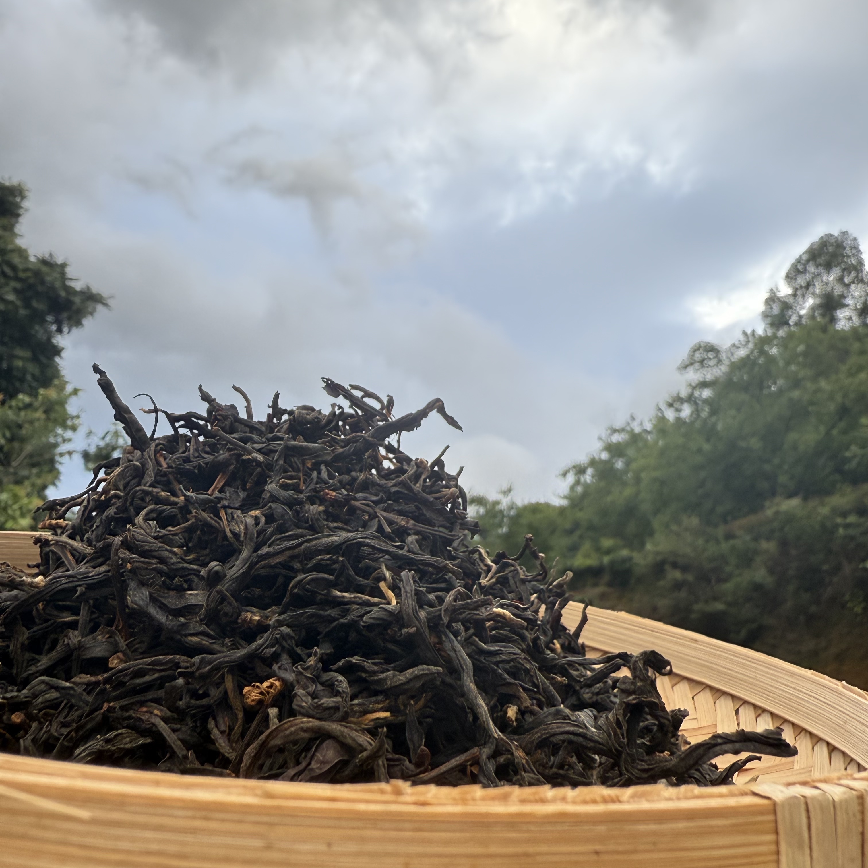 2024年小炸兰（兰香入汤）东瓜林古树普洱散茶（73）