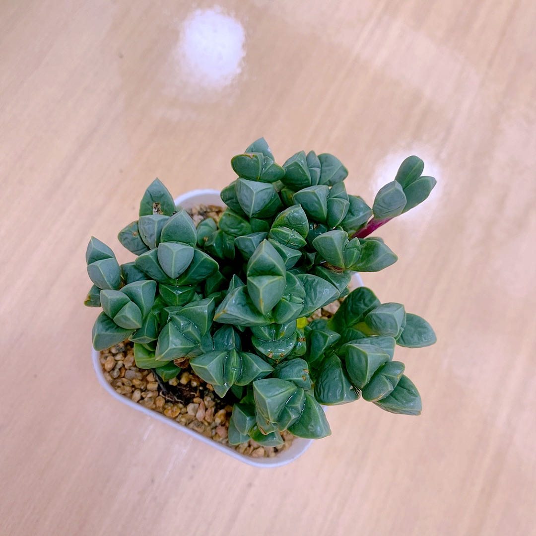 多肉植物鹿角海棠送盆包邮