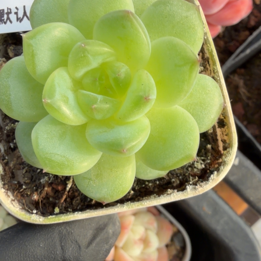 东篱下多肉植物哈哈哈91