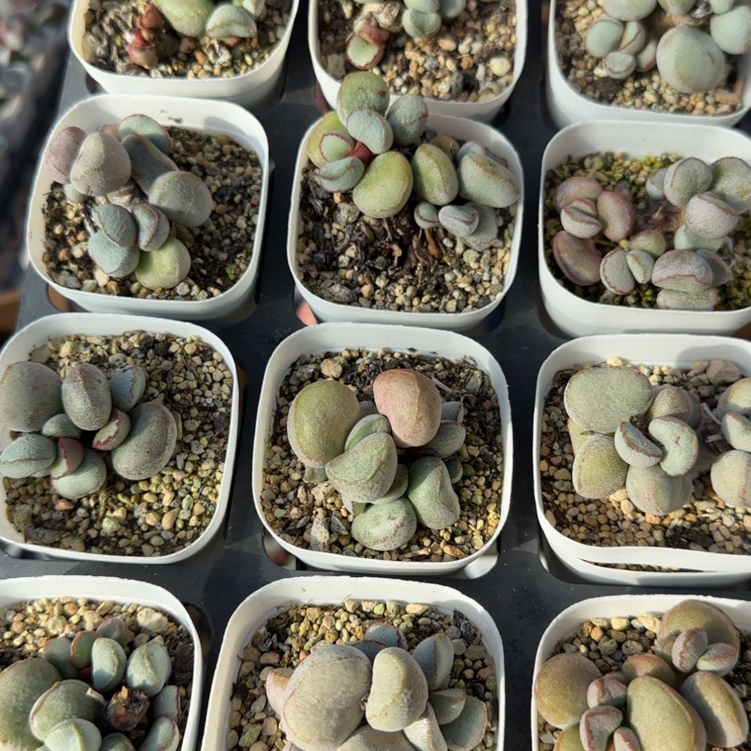 硬叶白蛋量拍链接