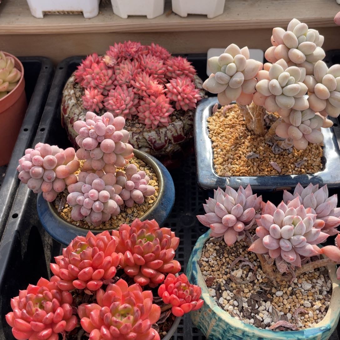 花**下214一筐5颗不带盆土