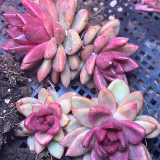 o**星多肉植物的植物