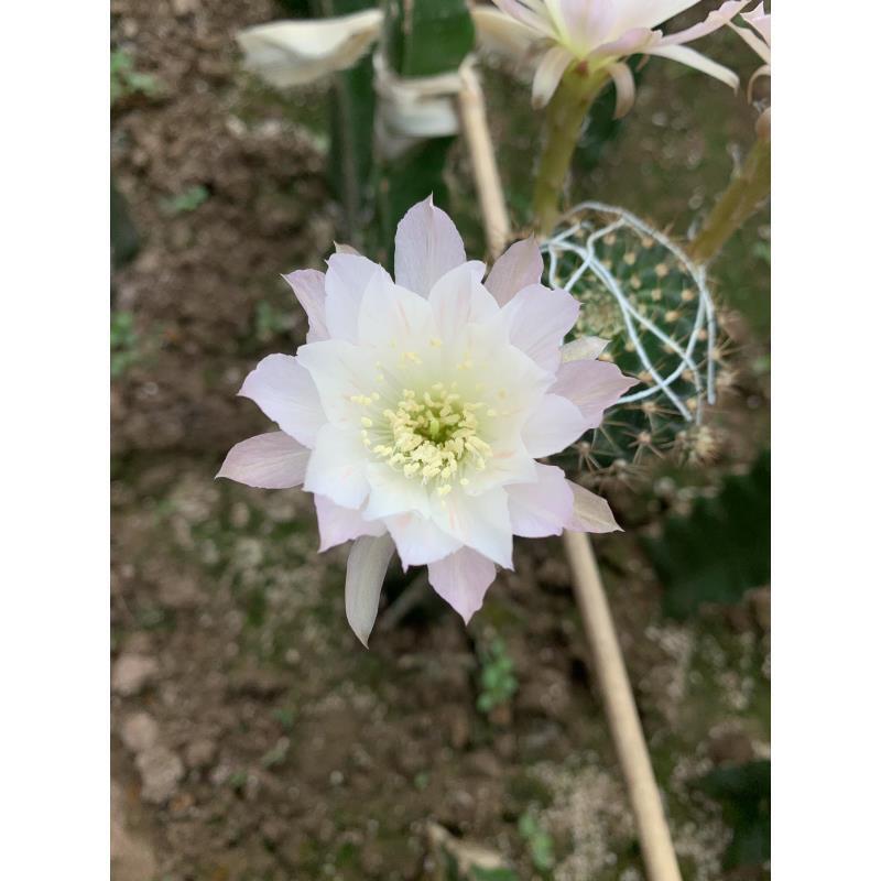 自根白雪丽花然彩草，尺寸以直播间为准，环境不同开花不同介意勿拍