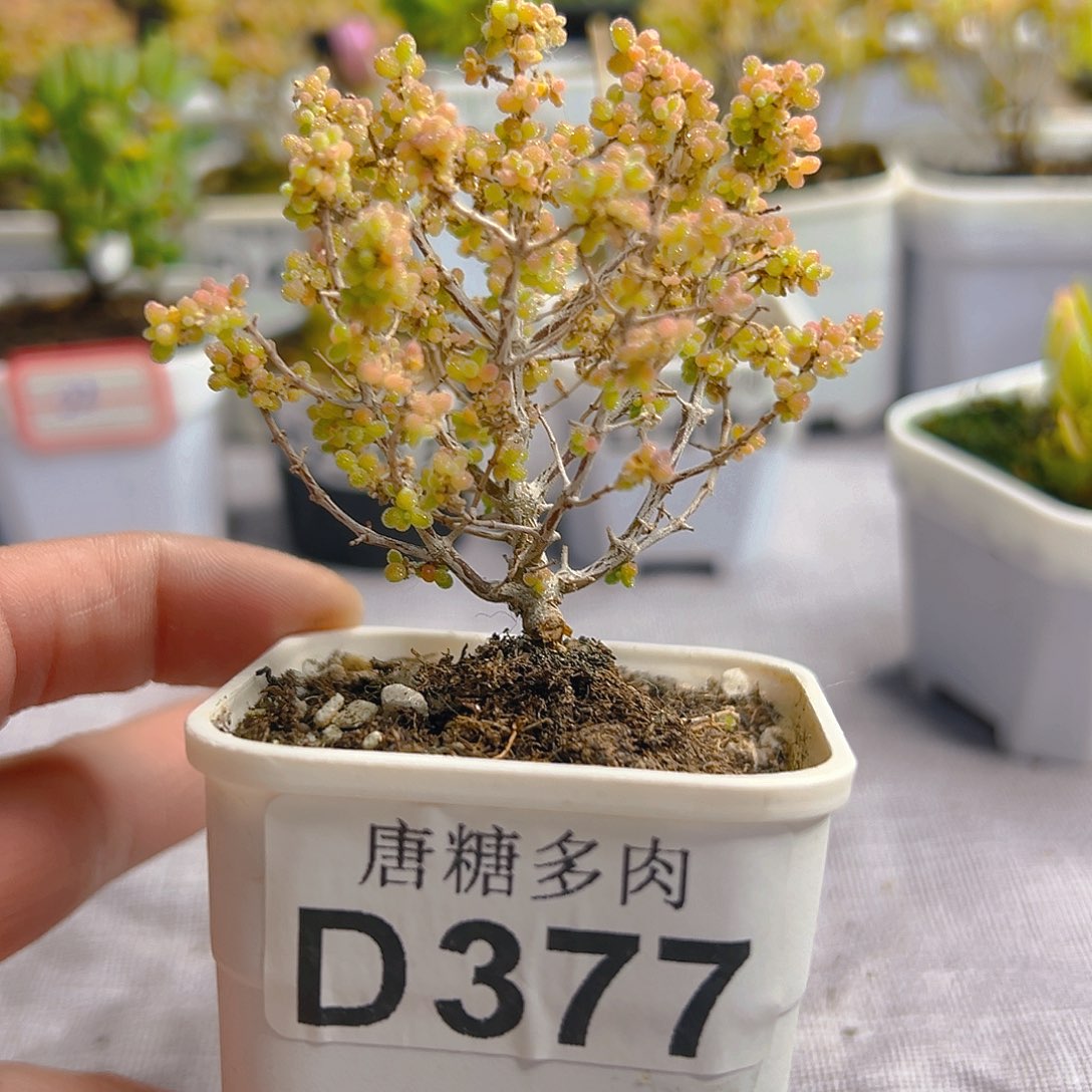小小米377。           