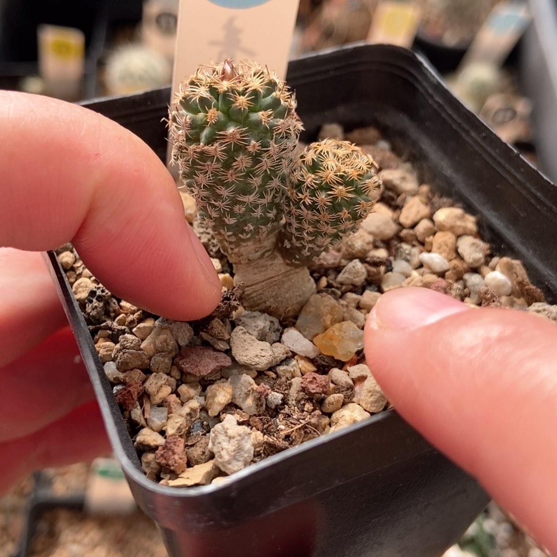 双头海胆娇丽一颗仙人球