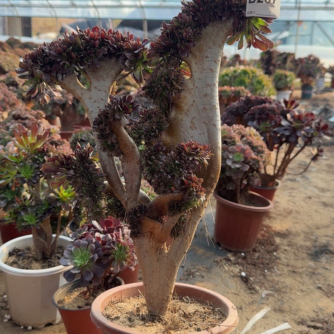 287黑法师一颗呀呀呀