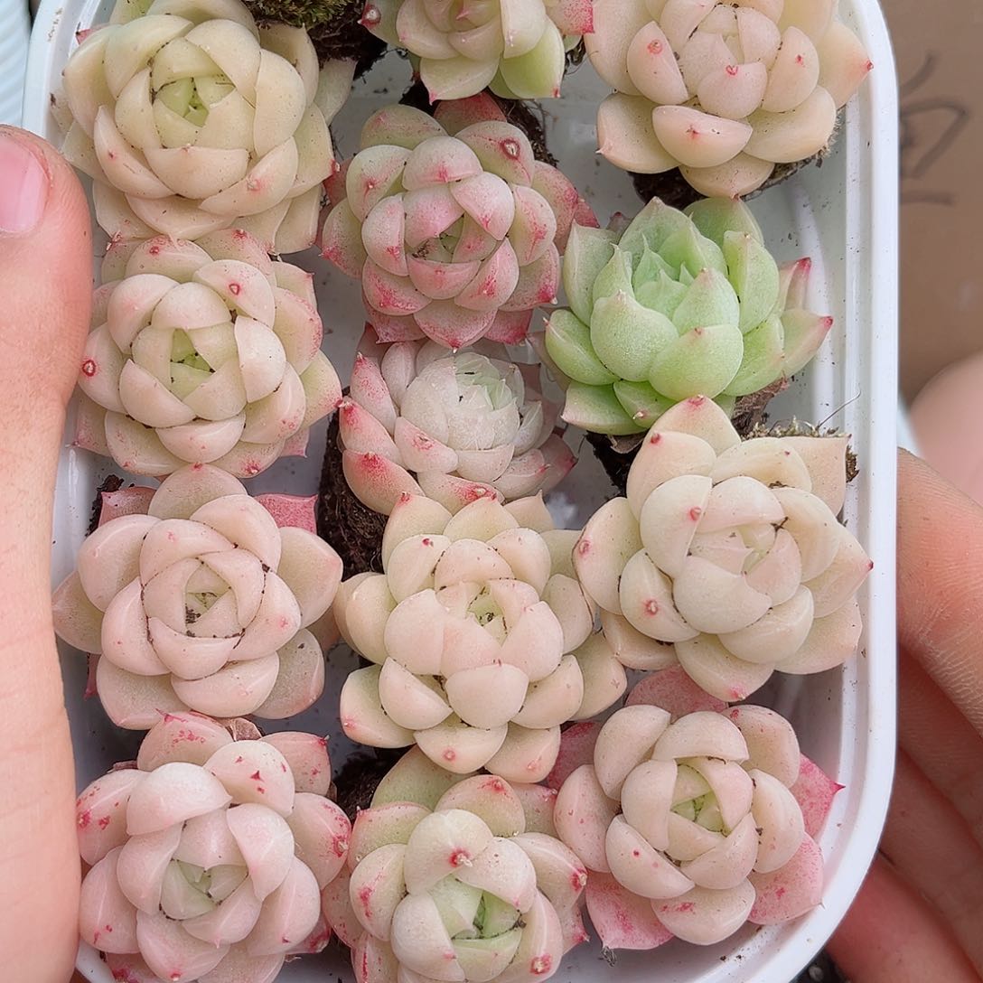 1-99 新疆西藏内蒙不发12.8包邮2-3公分多肉