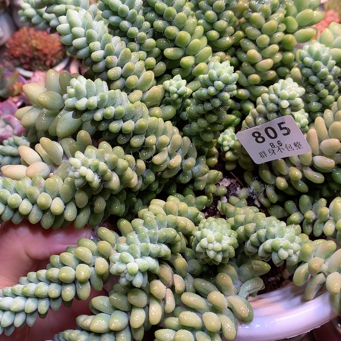 精控拇指盆8.6806