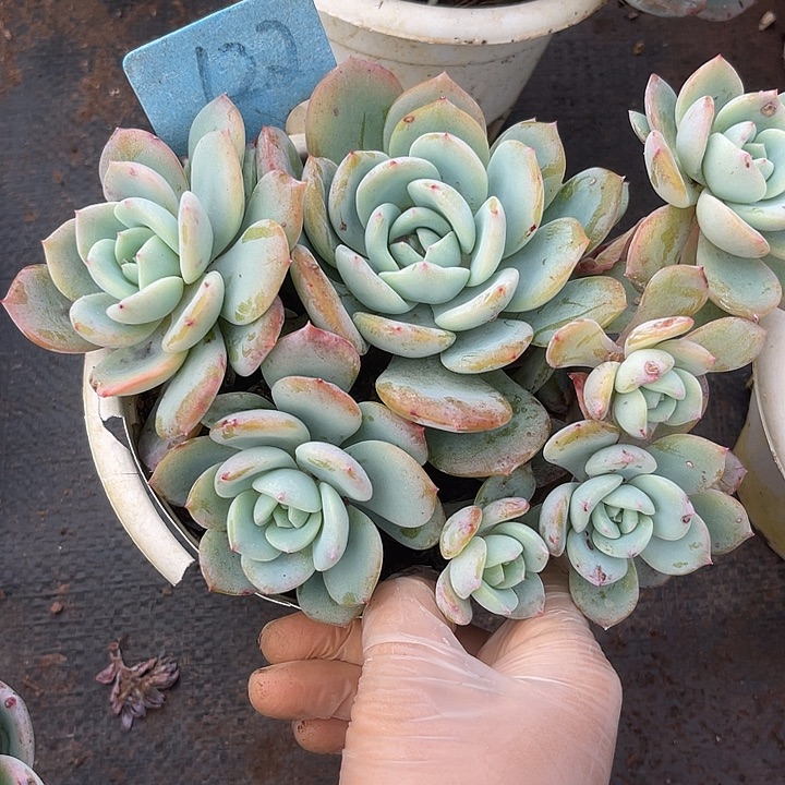 两单包邮，一物一拍，122风橙