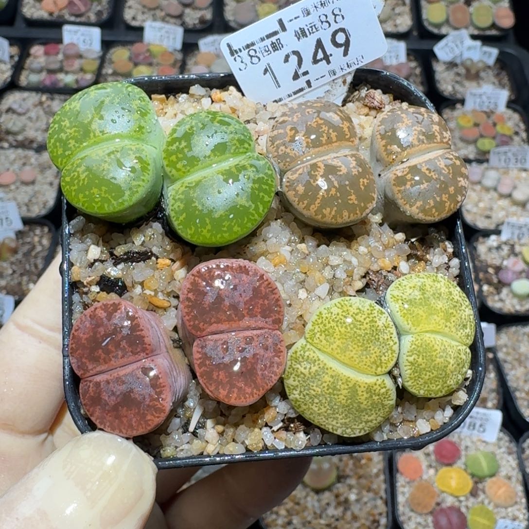 Zzz精品生石花 1249