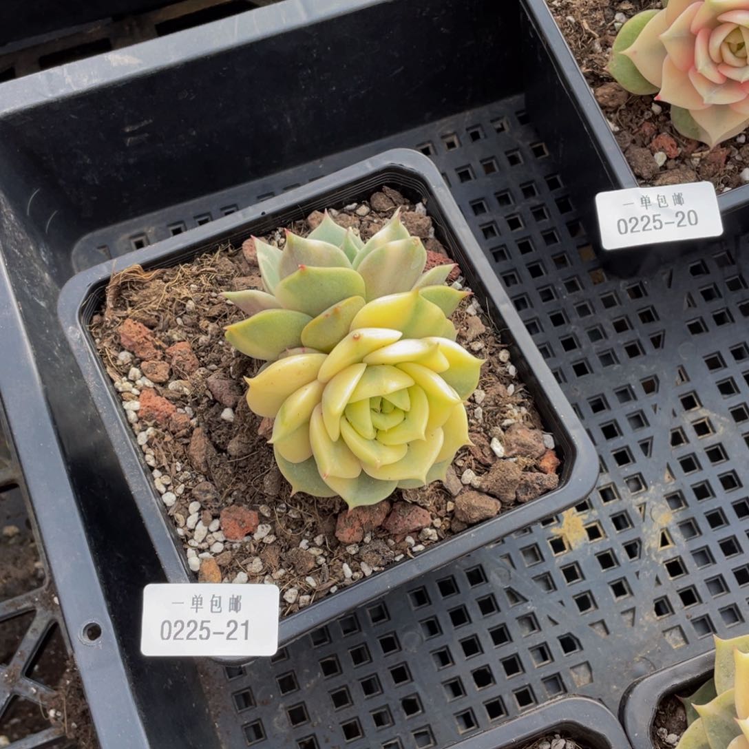 ?**儿0225-21-贝加尔湖锦。。。。。。