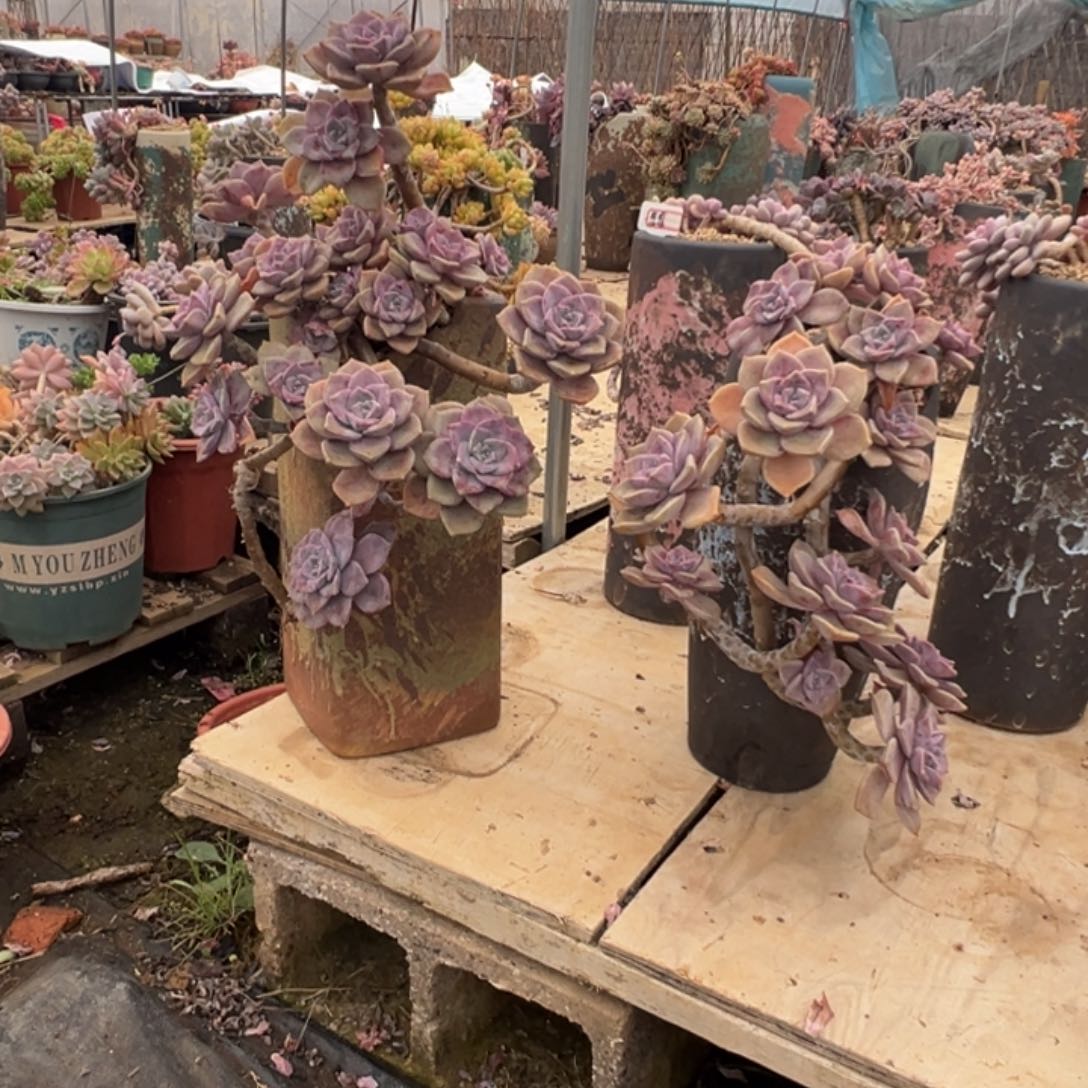 精品两颗紫乐妖桩打包 裸根 轻微掉叶