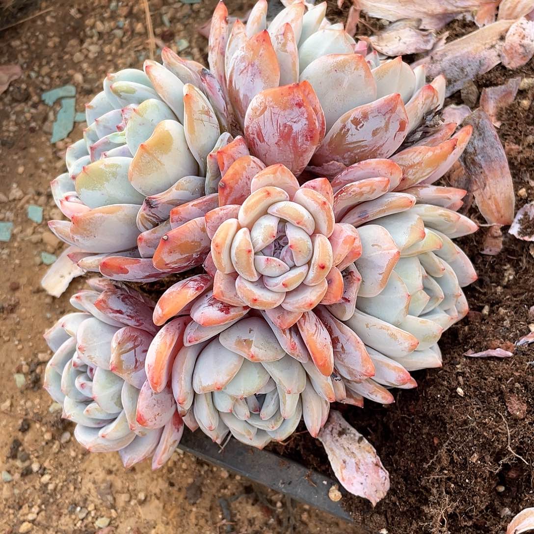 小**?多肉植物多肉植物