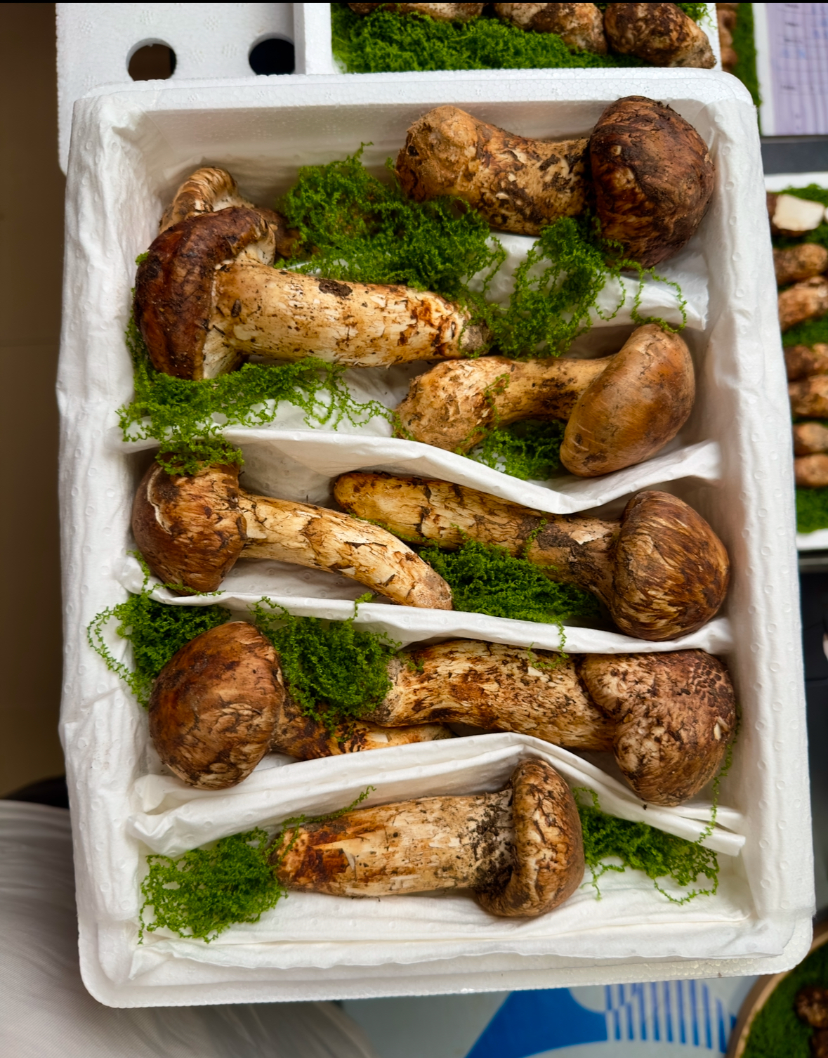 云南香格里拉松茸菌  福利品【一物一拍】