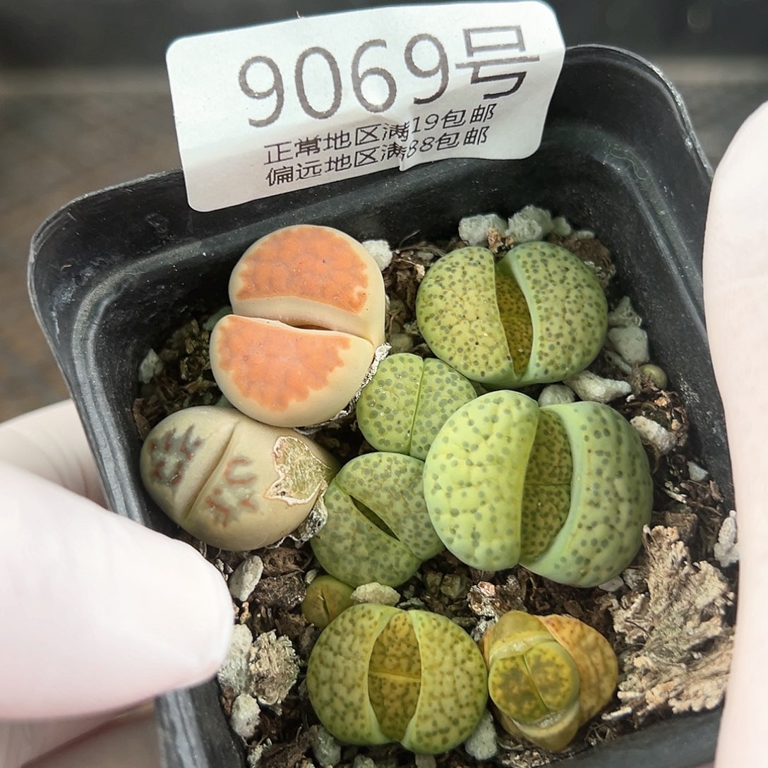 好养易活生石花大母本9069