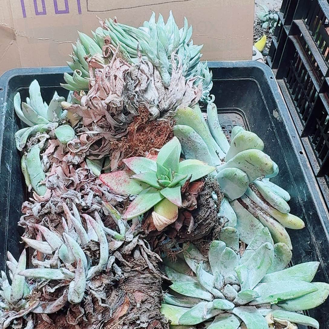 6266瑕疵框拍不售后