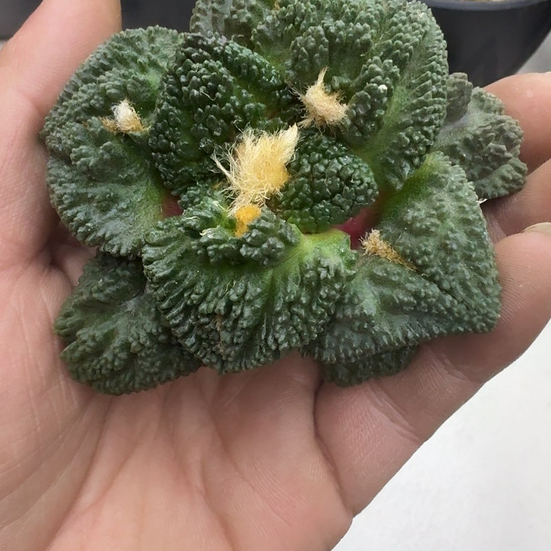 球***君福袋龟甲牡丹仙人球