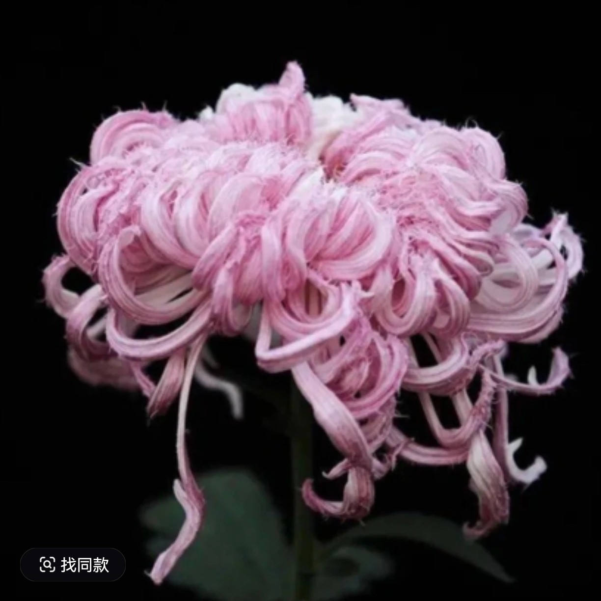 必带鹅毛多色原盆原土发货