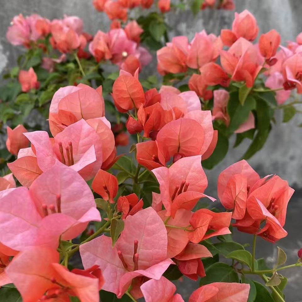 不甜西瓜三角梅四季开花勤花好养适合室内外庭院观赏爬藤绿植