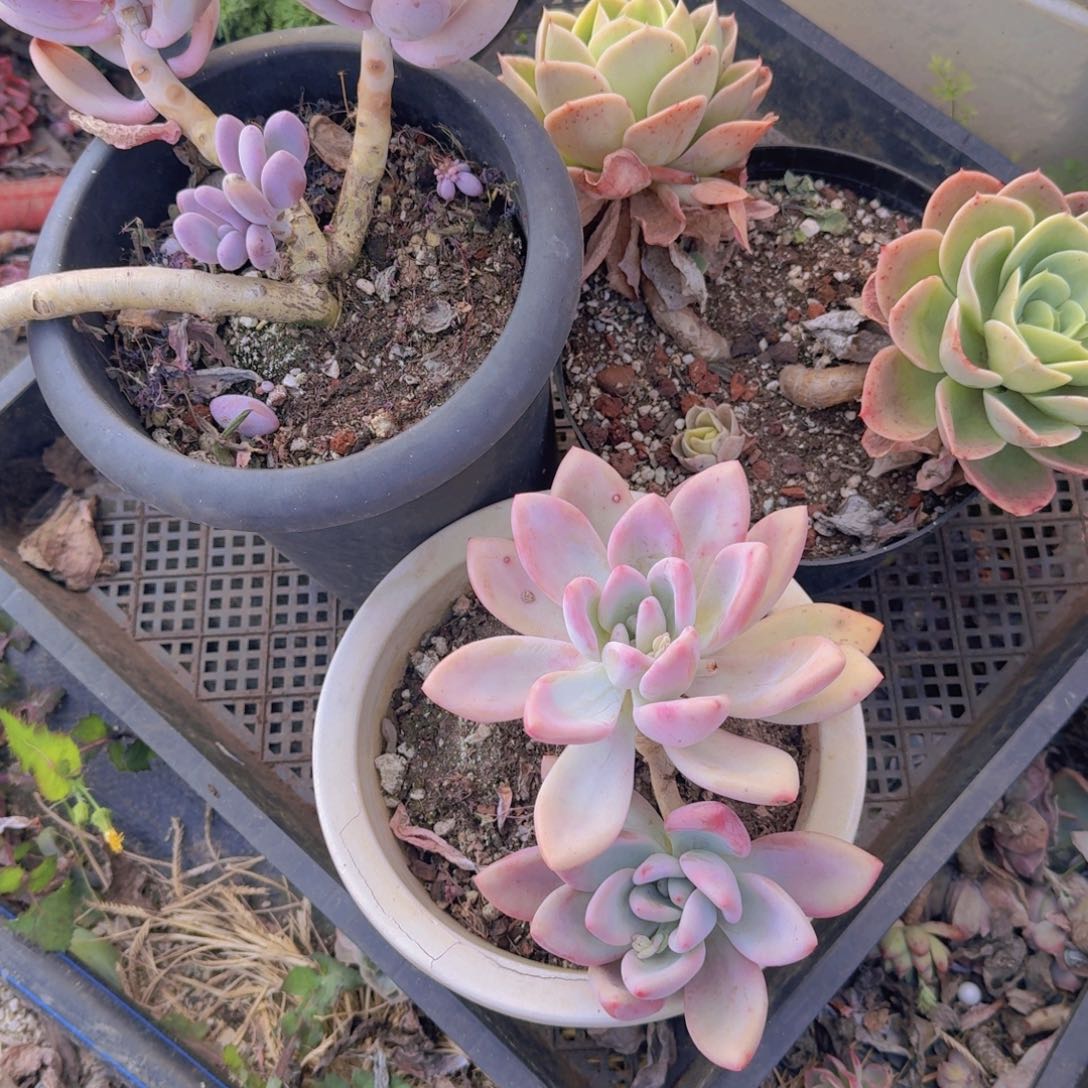 4-9凡艺多肉多肉