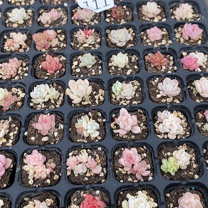 111 多肉植物盆栽花卉