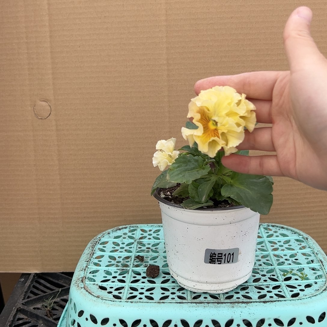 【闪购商品】完全开放101号