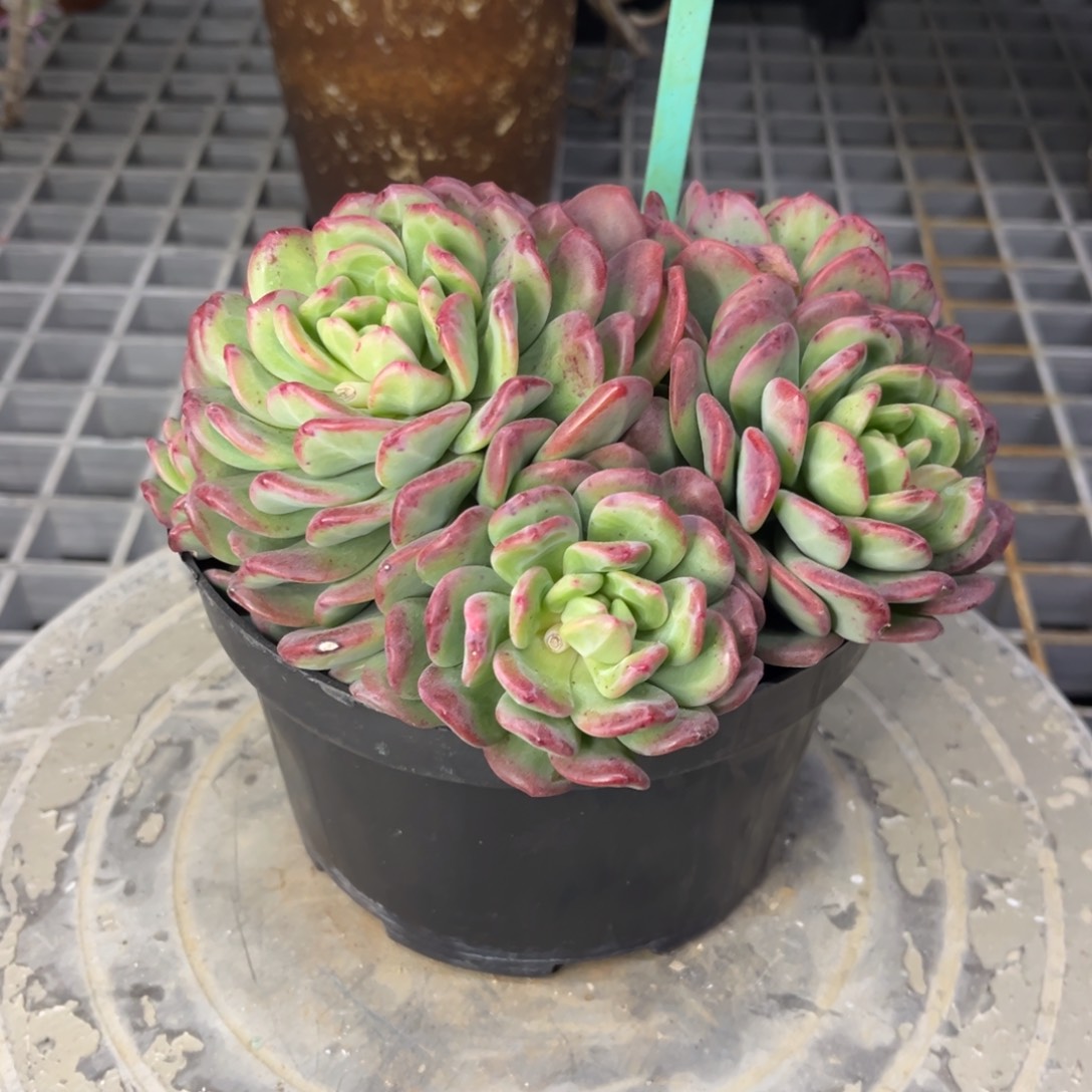 小雨多肉一物一拍拉萨