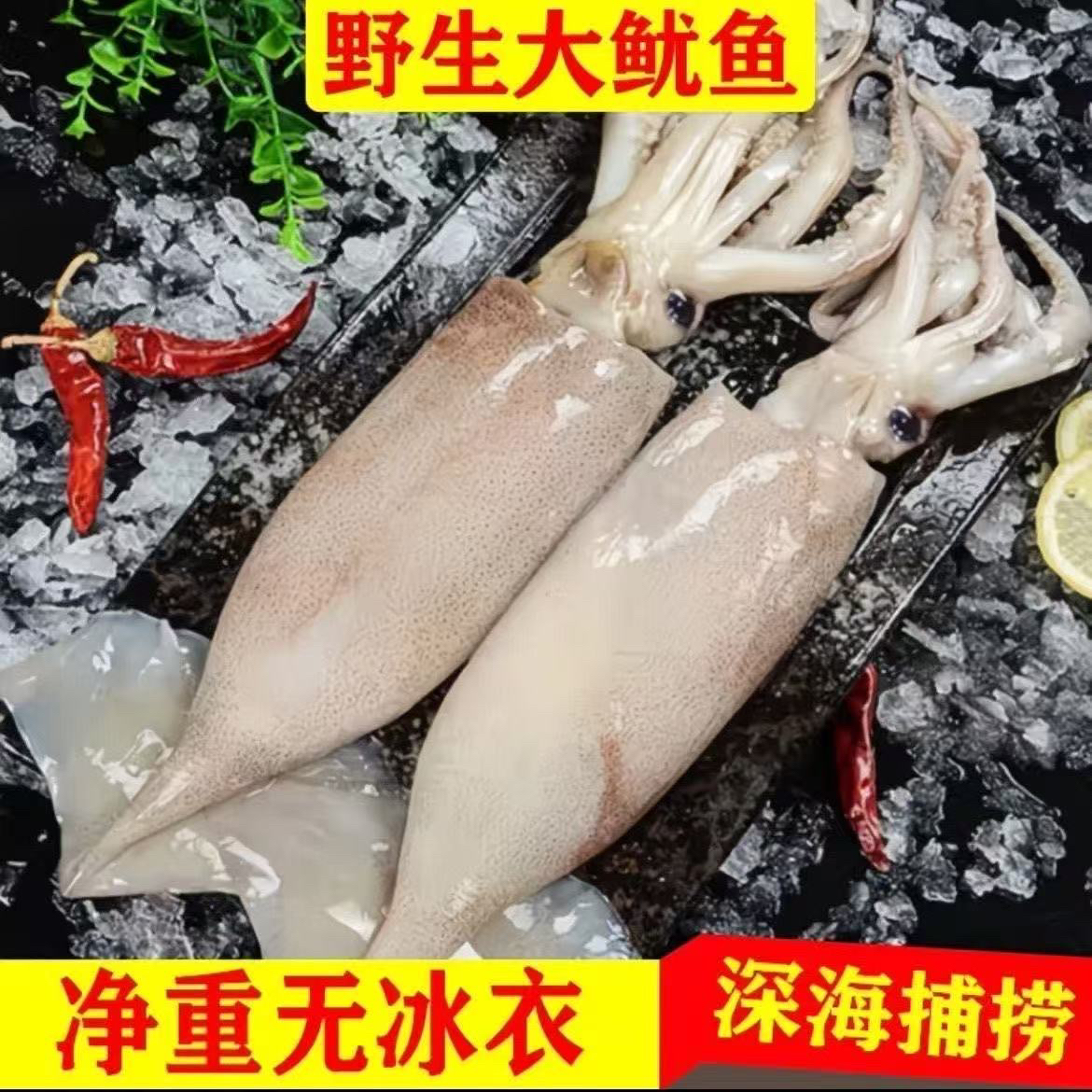 鲜渔瑶妈吕四港纯野生大鱿鱼    江浙沪皖顺丰包邮