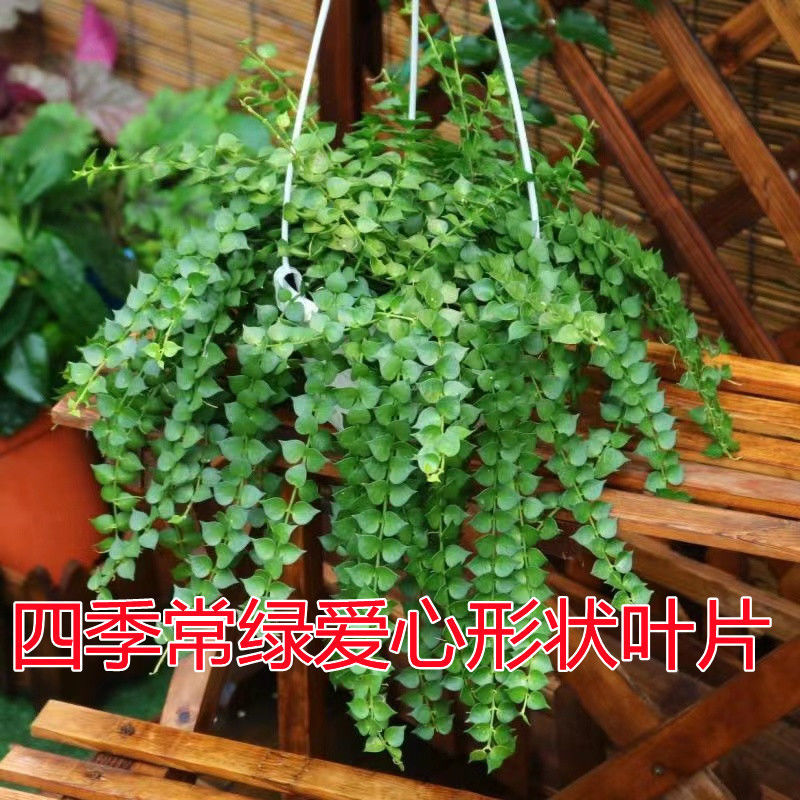 百万心吊兰植物常青盆栽 室内阳台植物 耐阴垂吊植物