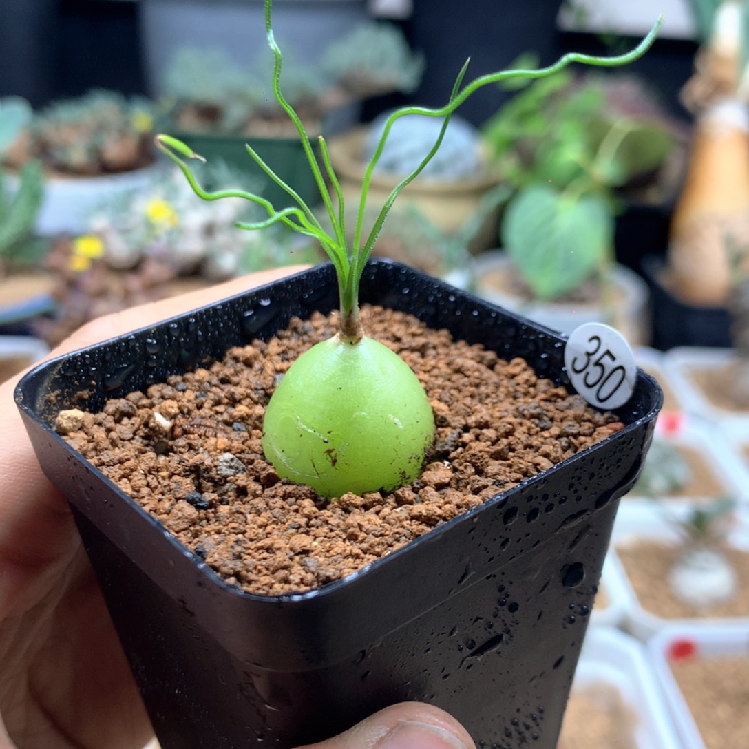 泰迪海葱多肉带盆 350