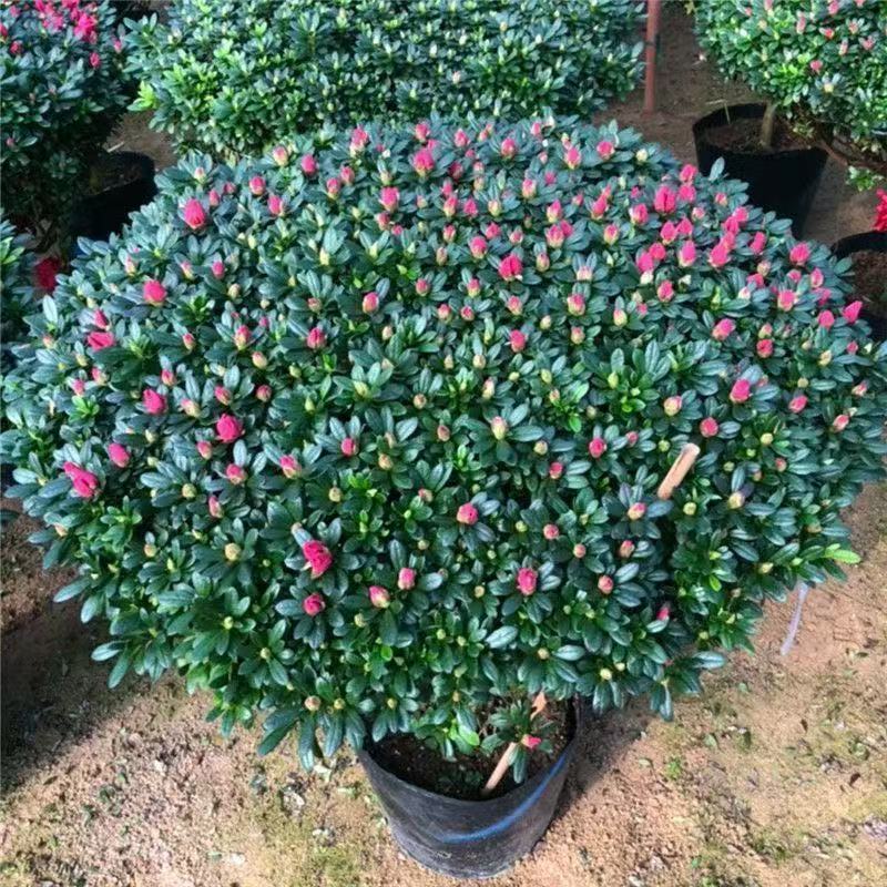 精品杜鹃花盆栽室内外种植带花苞四季开花好养耐活