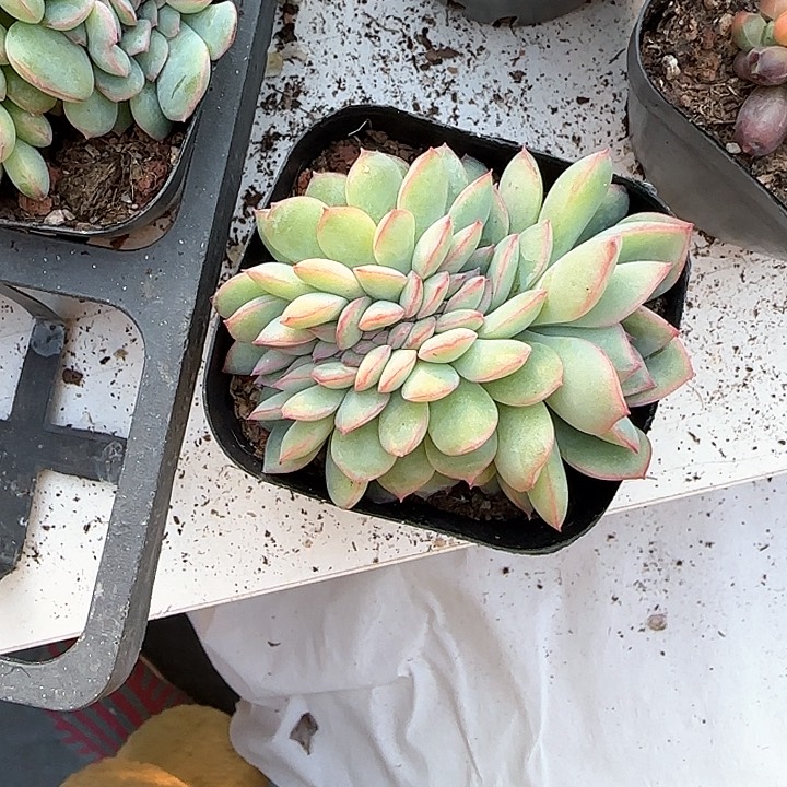 青蛙王子儿童牙膏111