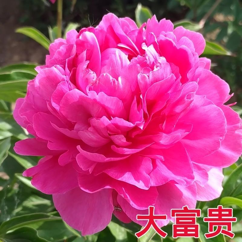 山东菏泽正宗重瓣芍药大富贵花苗包对版带芽根块庭院地栽阳台盆栽