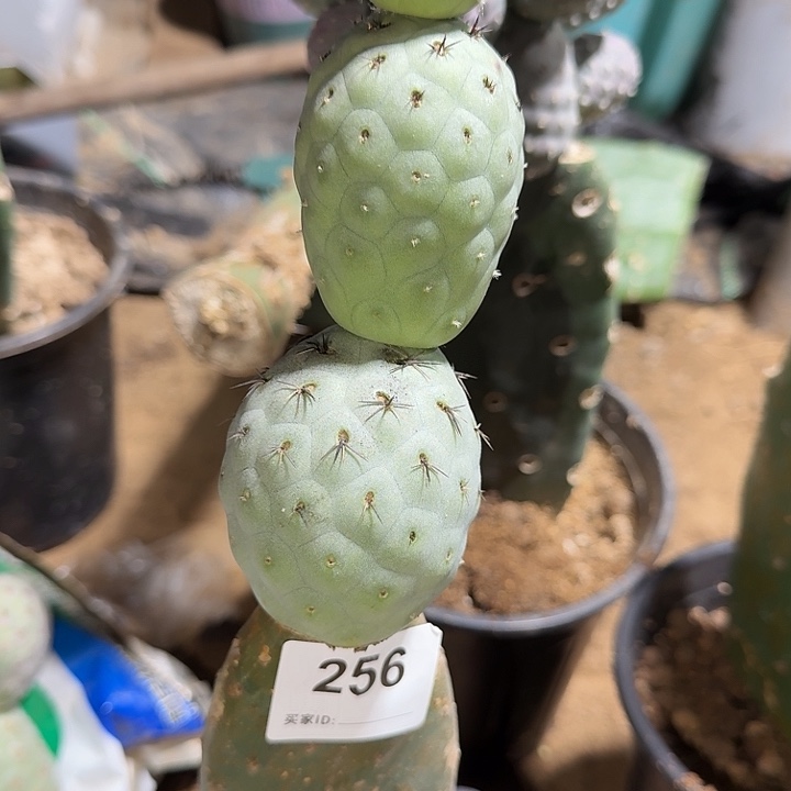 巨型白皮月球坑新一代嫁接256