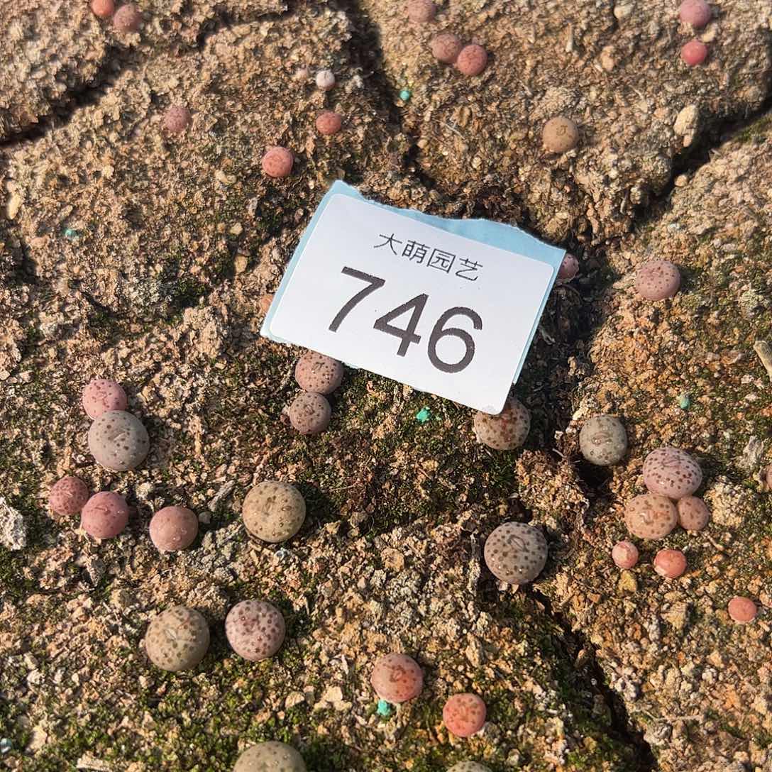 0000746量拍匈牙利种源1452.64火龙果安贞2颗尺寸0.8上下