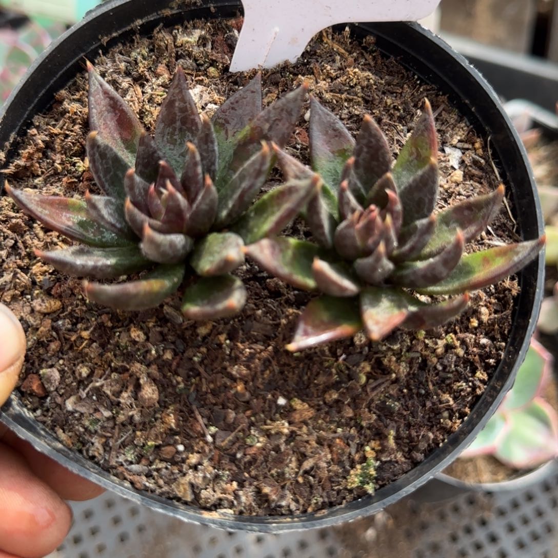 黑骑士惊鸿一物一拍包装收缩花旱302