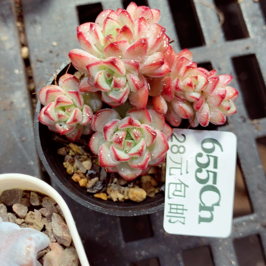 5厘米盆精控多肉655