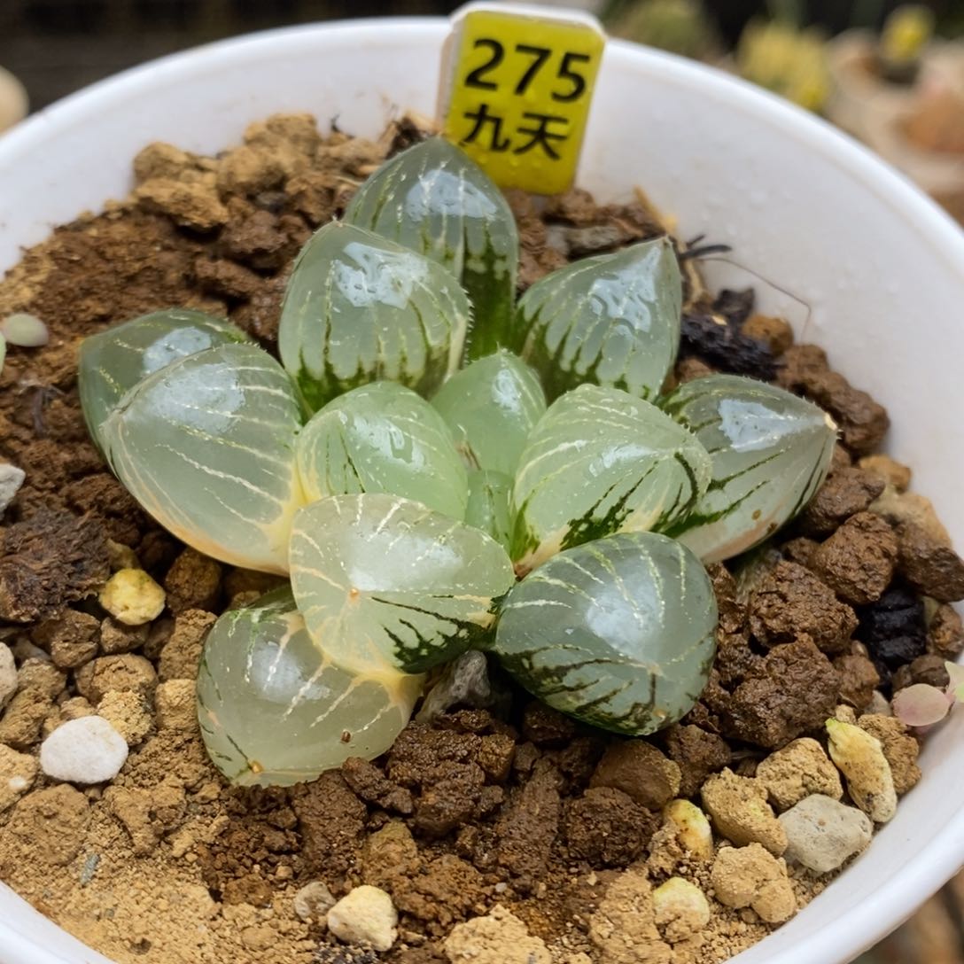 275号糯玉露锦带盆