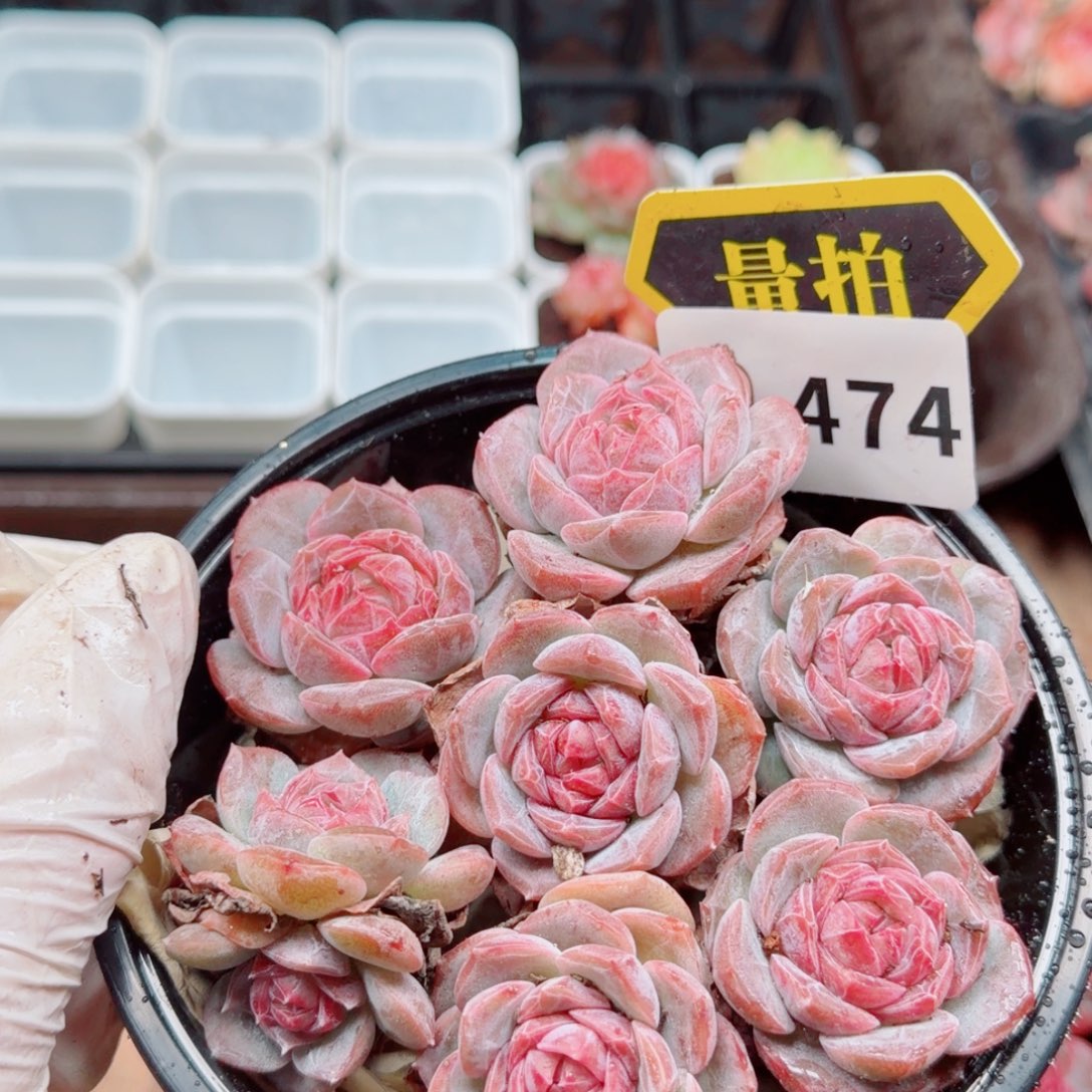 多肉植物多肉植物