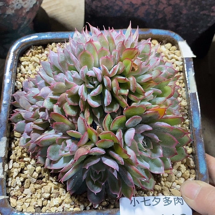 小七夕多肉猎户座缀119