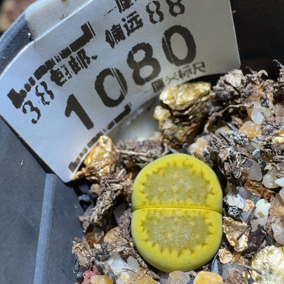 Ssss精品生石花1080