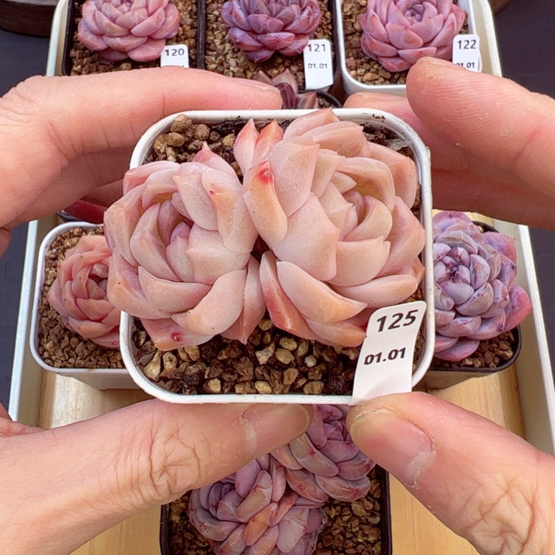 好好看125、哈哈哈哈