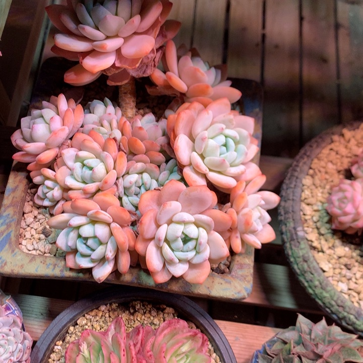 冷香多肉植物diankaishi