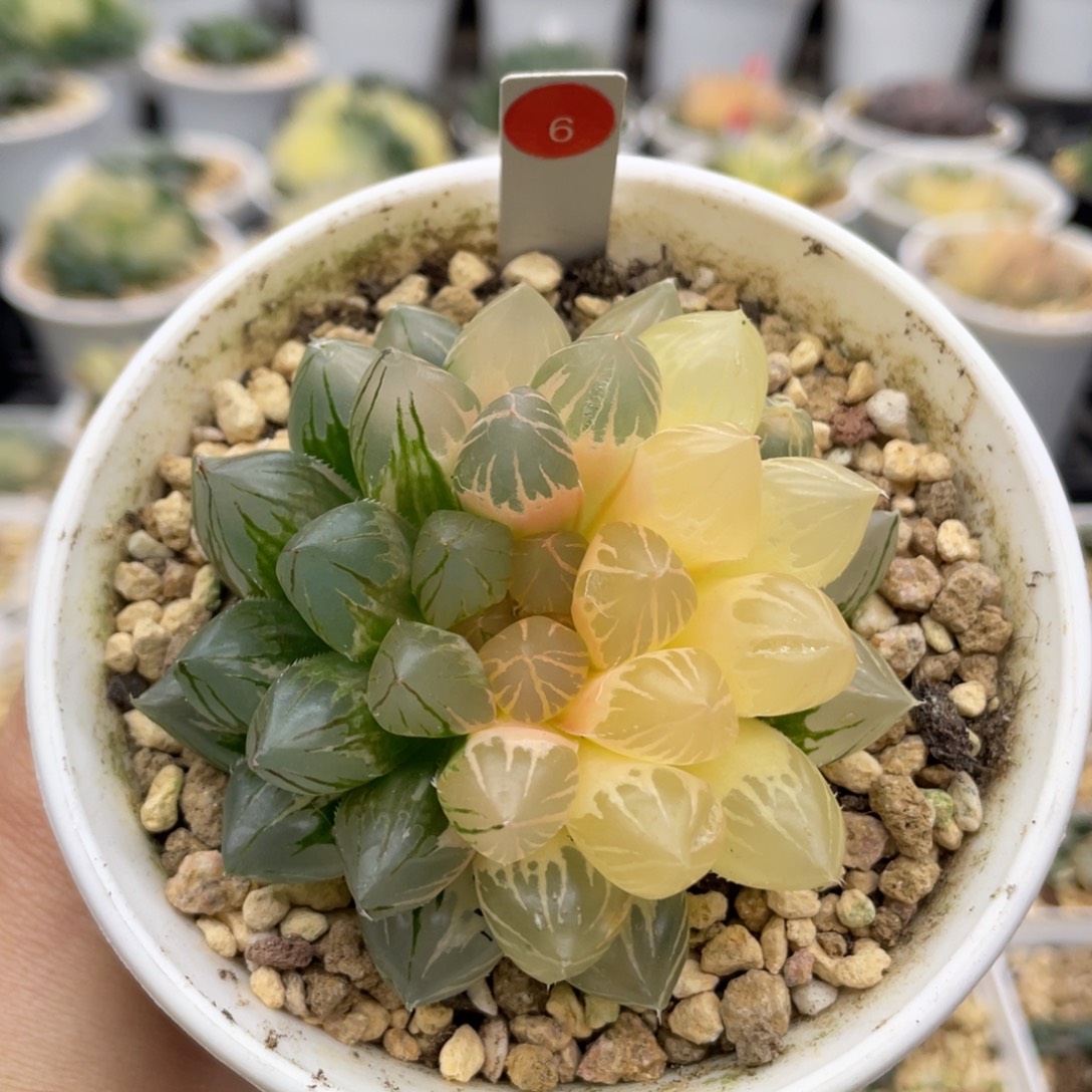 6 龙爪玉露锦 小蔡的菜园