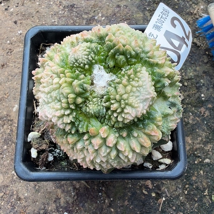 无花朵042大尤哥斯拉牡丹锦东三