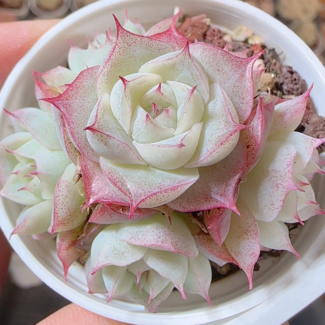 花语多肉1231-61女王