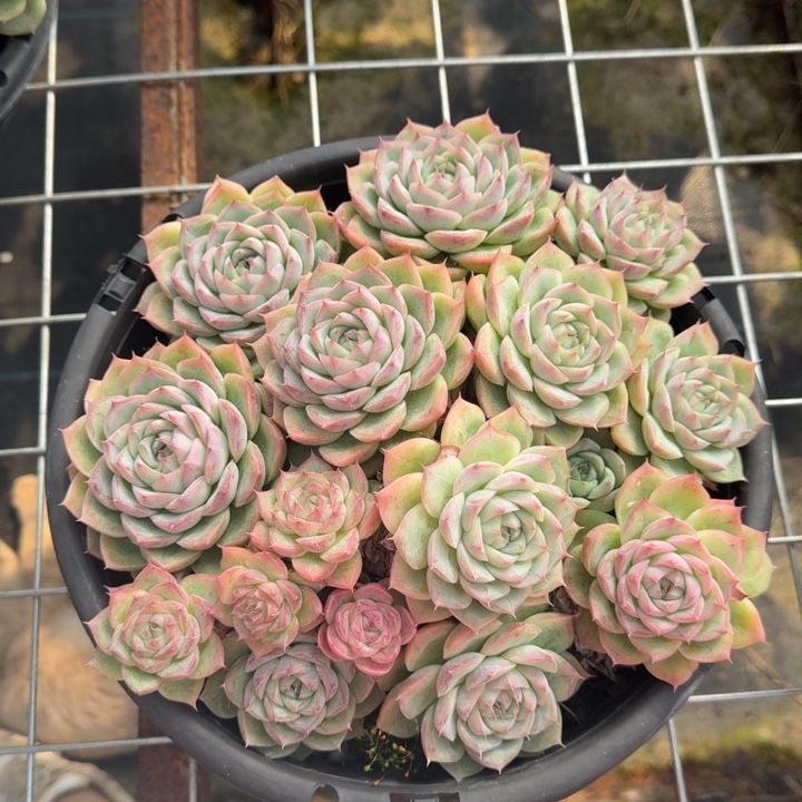 粉水晶多肉植物绿植