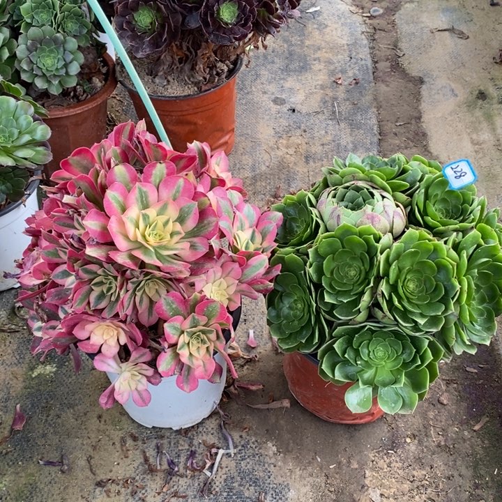 228粉女巫，圣罗兰多肉法师