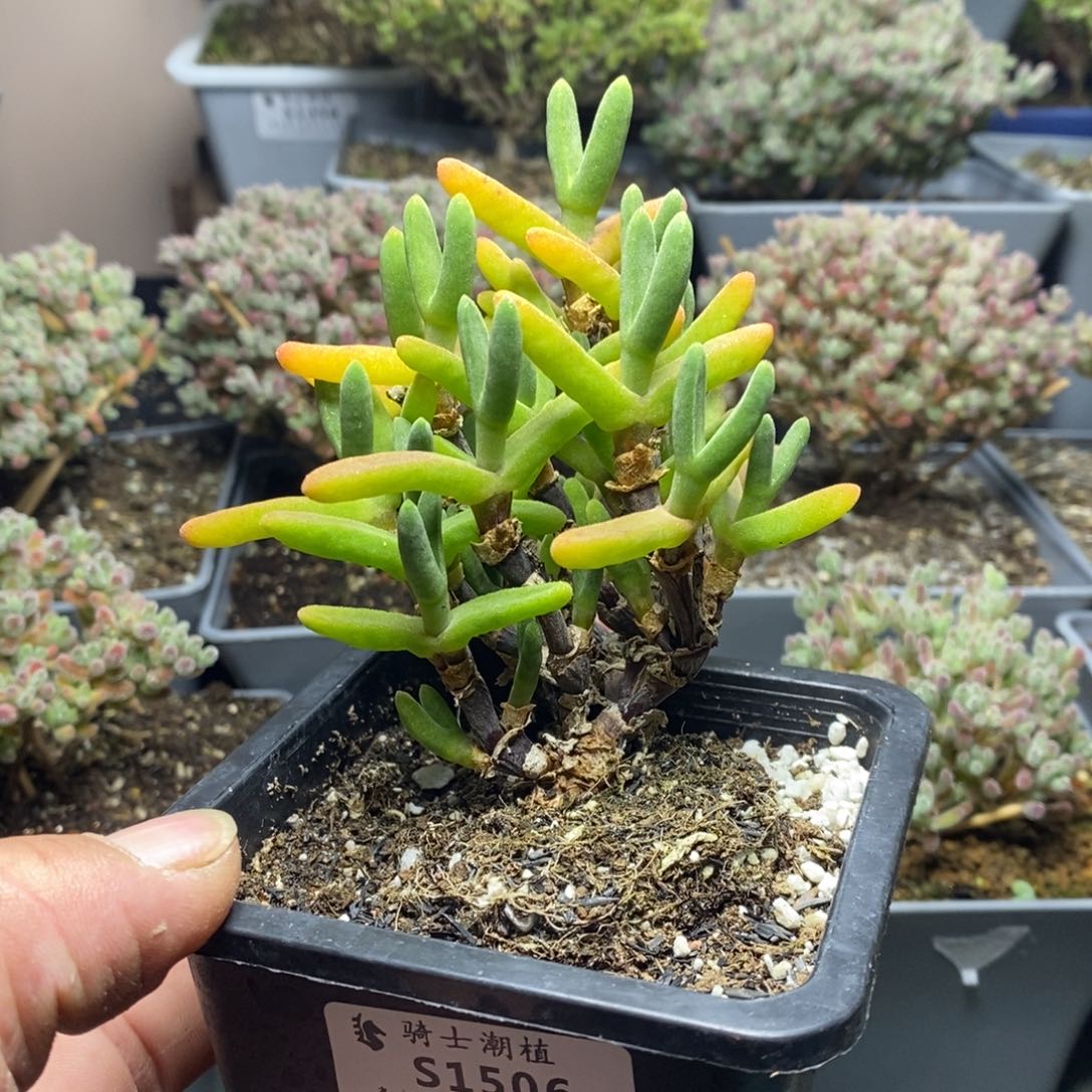 1506枝干兔子多肉